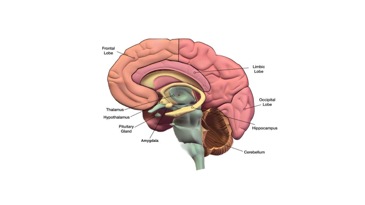 Emetophobia Hypnotherapy brain diagram